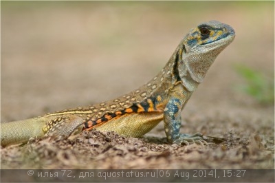 Фото Агама-бабочка Leiolepis belliana  (photo#57803)