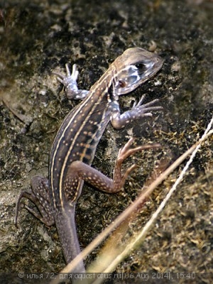 Фото Агама-бабочка триплоидная Leiolepis triploida  (photo#57809)