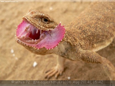 Фото Круглоголовка ушастая Phrynocephalus mystaceus  (photo#57810)