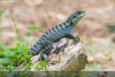 Фото Агама водяная австралийская Physignathus lesueurii  (photo#57812)