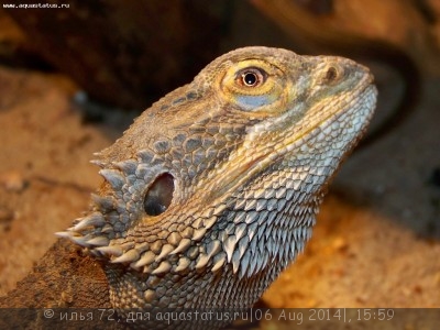 Фото Агама бородатая Pogona vitticeps  (photo#57813)