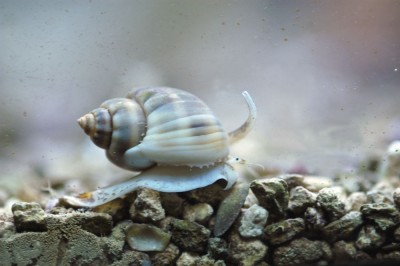 Улитка песчаная нассариус (Nassarius sp.)