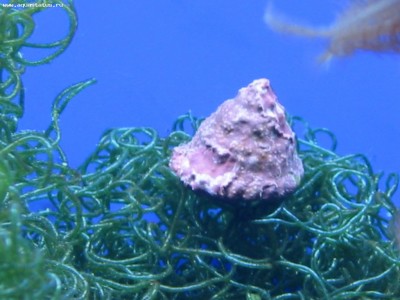 Улитка астрея (Astraea tecta)