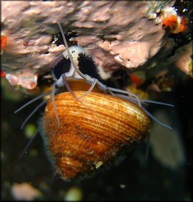 Улитка маргарита (Margarites pupillus)