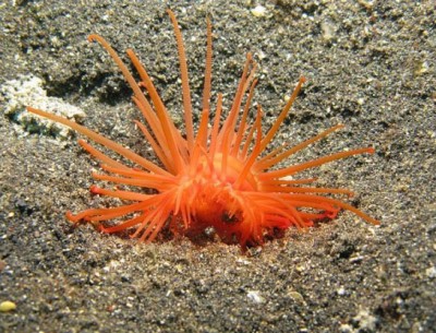 Фото Лима красная, морской гребешок limaria orientalis  (photo#57839)