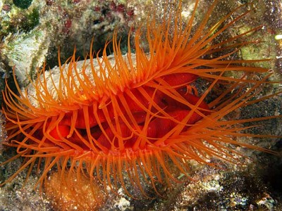 Фото Лима красная, морской гребешок limaria orientalis  (photo#57840)