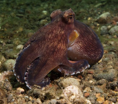 Фото Осьминог Octopus sp.  (photo#57844)