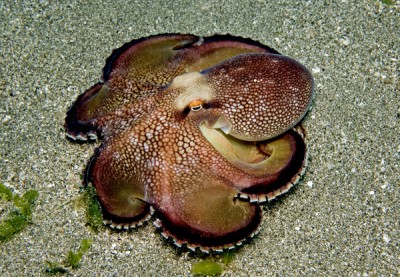 Фото Осьминог Octopus sp.  (photo#57845)