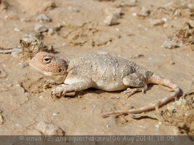 Фото Агама палевая Trapelus pallidus  (photo#57848)