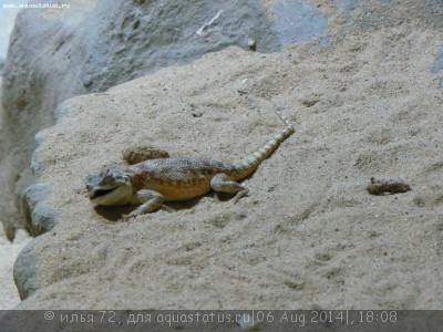 Фото Агама степная Trapelus sanguinolentus  (photo#57849)