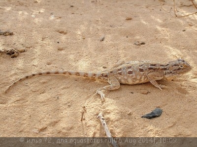 Фото Агама Савиньи Trapelus savignii  (photo#57850)