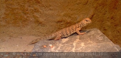 Фото Шипохвост Гейра Uromastix geyri  (photo#57851)