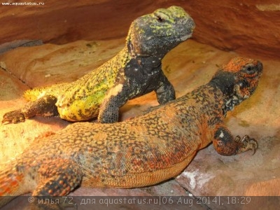 Фото Шипохвост западный Uromastyx acanthinura  (photo#57859)