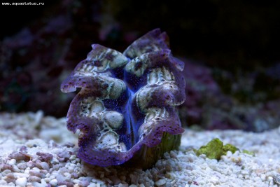 Фото Тридакна Кроцея Tridacna crocea  (photo#57861)