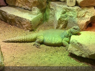 Фото Шипохвост египетский Uromastyx aegyptia  (photo#57862)