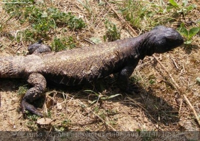 Фото Шипохвост южно-сахарский Uromastyx dispar  (photo#57863)