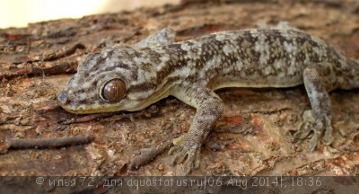 Фото Блезодактилюс сакалава Blaesodactylus sakalava  (photo#57868)