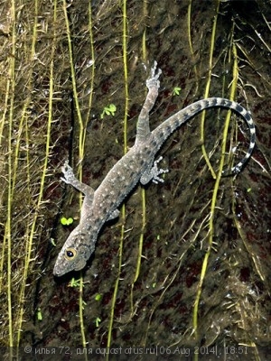 Фото Циртодактилюс яванский Cyrtodactylus sp.  (photo#57879)