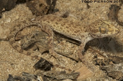 Фото Геккон голопалый египетский Cyrtopodion scabrum  (photo#57882)