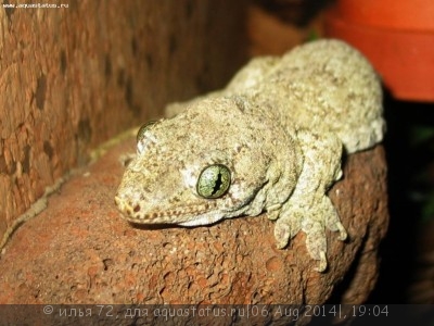 Фото Гехира окаймленная Gehyra marginata  (photo#57885)