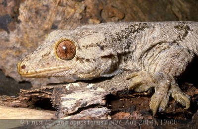 Фото Гехира прожорливая Gehyra vorax  (photo#57888)