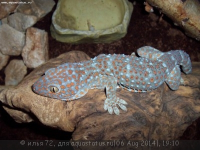 Фото Геккон токи Gekko gecko Tokey  (photo#57889)