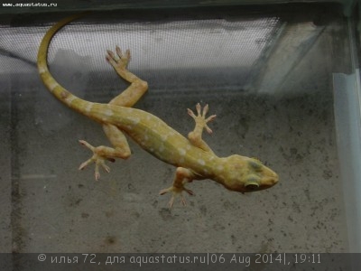 Фото Геккон мраморный Gekko grossmanni marbled gecko  (photo#57890)