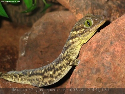 Фото Геккон Смита Gekko smithii  (photo#57892)