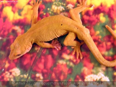 Фото Геккон Уликовского золотистый Gekko ulikovskii =Gekko auratus Golden Gecko  (photo#57893)