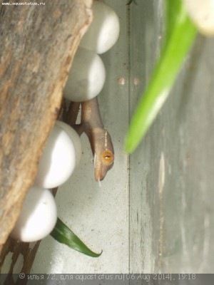 Геккон полосатый (виттатус) (Gekko vittatus Striped gecko)