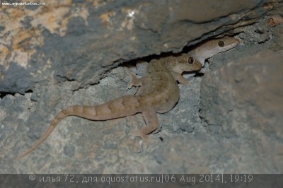 Геккон полупалый Боуринга (Hemidactylus bowringi)