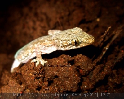 Фото Геккон полупалый Брука Hemidactylus brookii Bahded Velvet Gecko  (photo#57896)