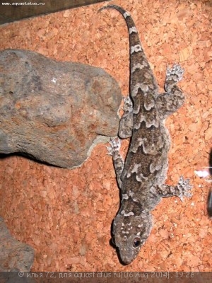 Фото Геккон полупалый гигантский Hemidactylus giganteus Tropical house gecko  (photo#57898)