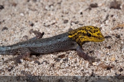 Фото Лигодактилюс желтоголовый Lygodactylus luteopicturatus  (photo#57902)