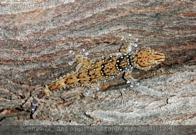 Геккон толстопалый Тюрнера (Pachydactylus turneri Turner’s Thick-toed Gecko)