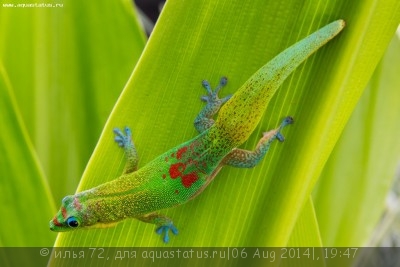 Фото Фельзума широкохвостая Phelsuma laticauda  (photo#57908)