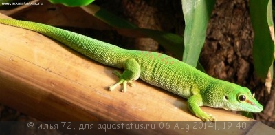 Фото Фельзума мадагаскарская великолепная Phelsuma madagascariensis grandis  (photo#57909)