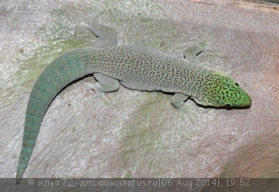 Фото Фельзума Стандинга Phelsuma standingi  (photo#57912)