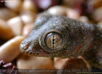 Геккон вееропалый пятнистый (Ptyodactylus guttatus)