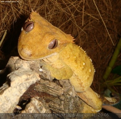 Фото Геккон новокаледонский реснитчатый Rhacodactylus ciliatus  (photo#57919)