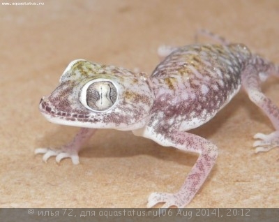 Фото Геккон узкопалый стенодактилюс Петри Stenodactylus petrii  (photo#57922)