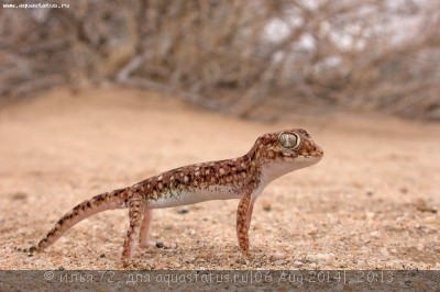 Фото Геккон узкопалый стенодактилюс обыкновенный Stenodactylus sthenodactylus  (photo#57923)