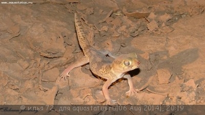 Фото Геккон сцинковый Бедряги Teratoscincus bedriagai  (photo#57927)