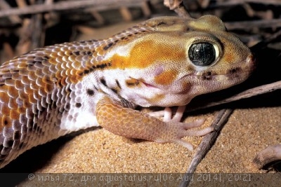 Фото Геккон сцинковый Кайзерлинга Teratoscincus keyserlingii  (photo#57928)