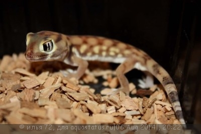 Фото Геккон сцинковый мелкочешуйный Teratoscincus microlepis  (photo#57929)