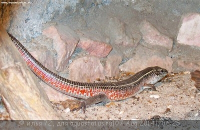 Фото Геррозавр желтогорлый Gerrhosaurus flavigularis Great Plated Lizard  (photo#57956)