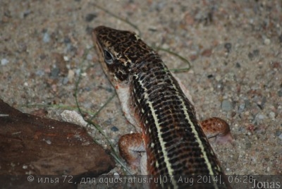 Геррозавр чернополосый (Gerrhosaurus nigrolineatus Black-lined Plated Lizard)