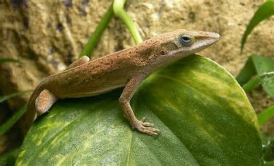 Фото Анолис каролинский Anolis carolinensis Green Anole  (photo#57959)