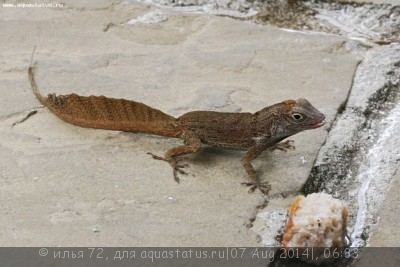 Фото Анолис гребенчатый Anolis cristatellus Crested anole  (photo#57961)