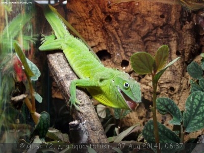 Фото Анолис Гармана Anolis garmani Jamaican Anole  (photo#57963)